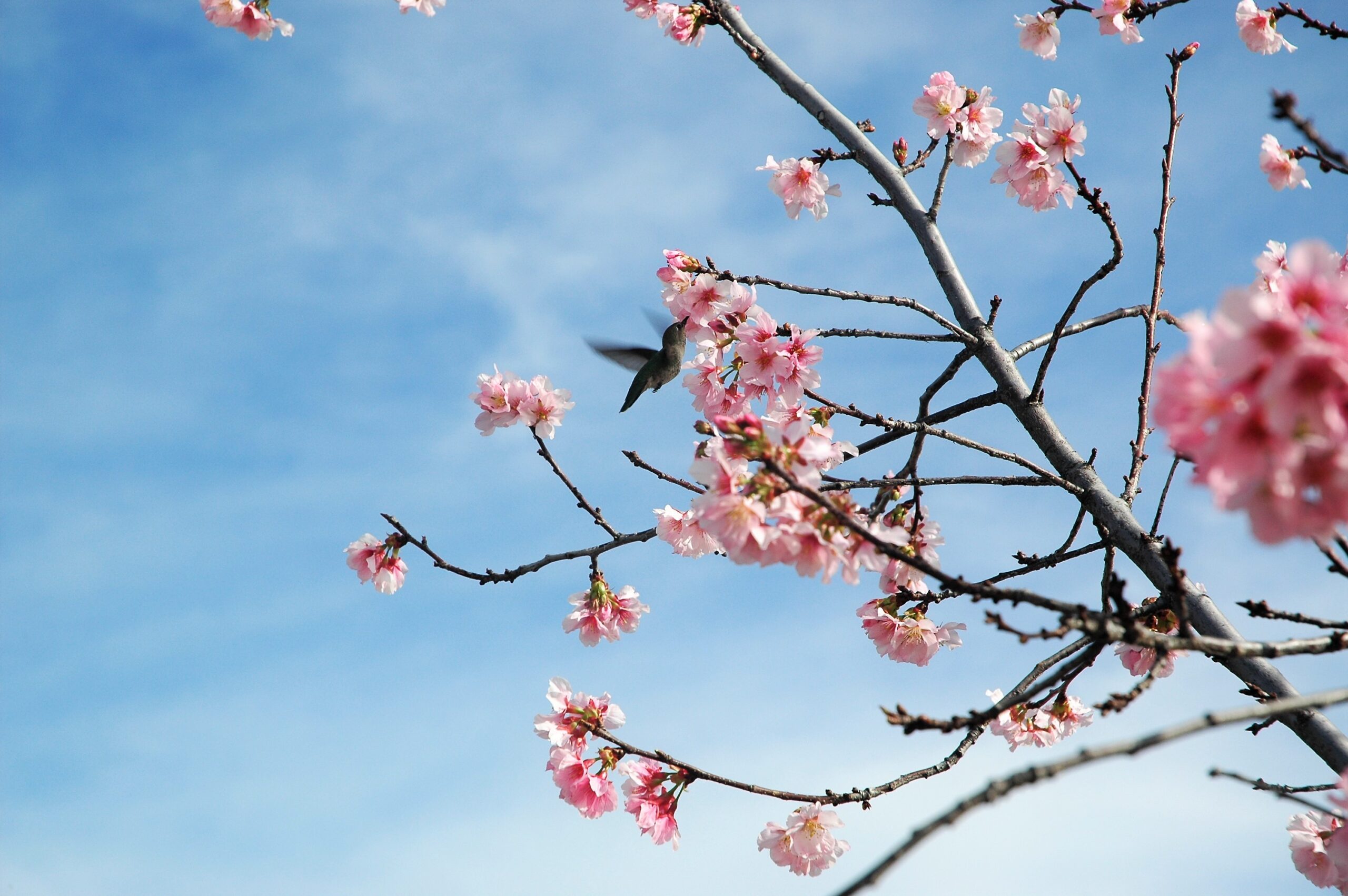 Flying Hummingbird and Cherry Blossom Tree