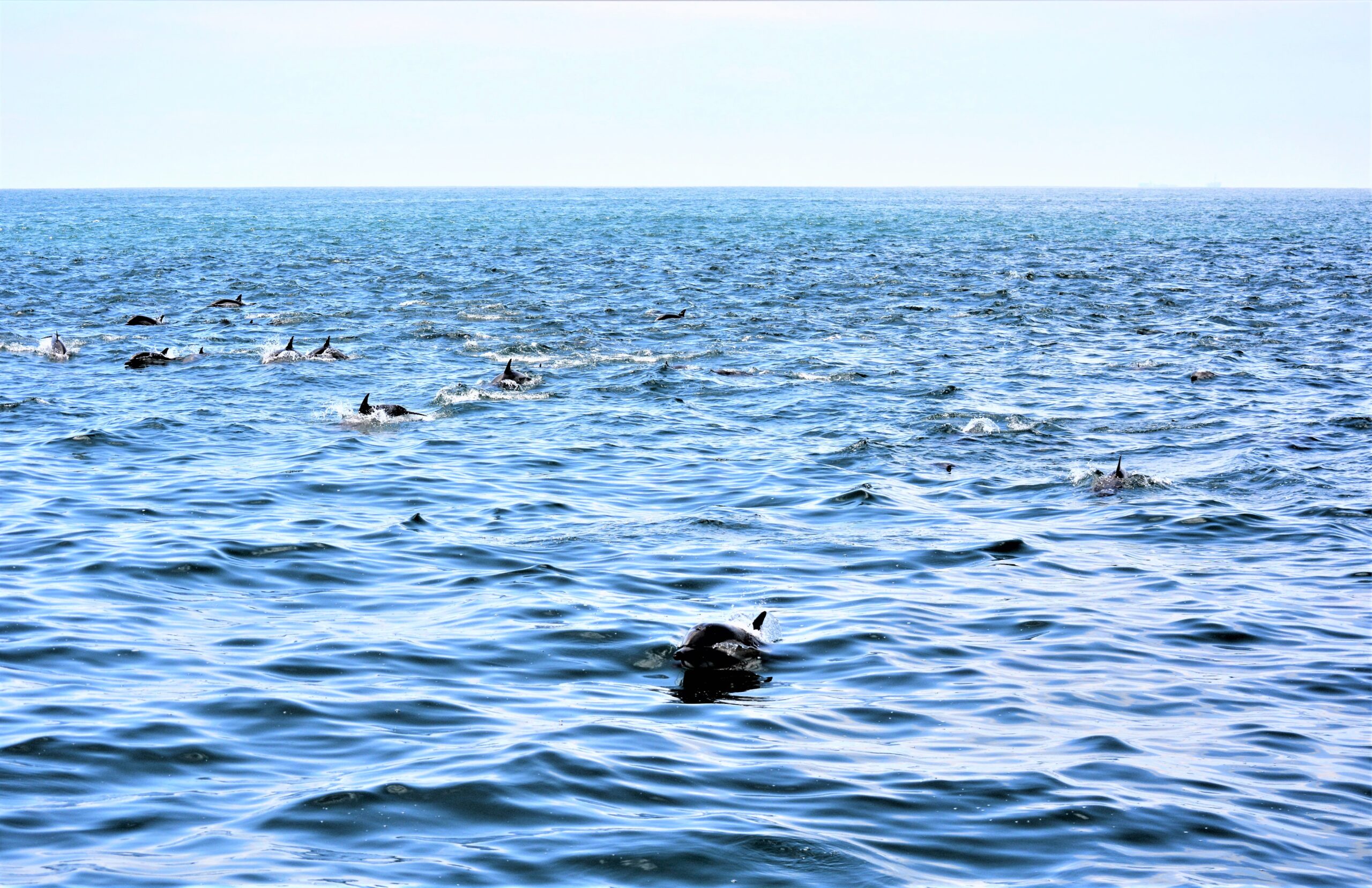 Newport Beach Dolphins