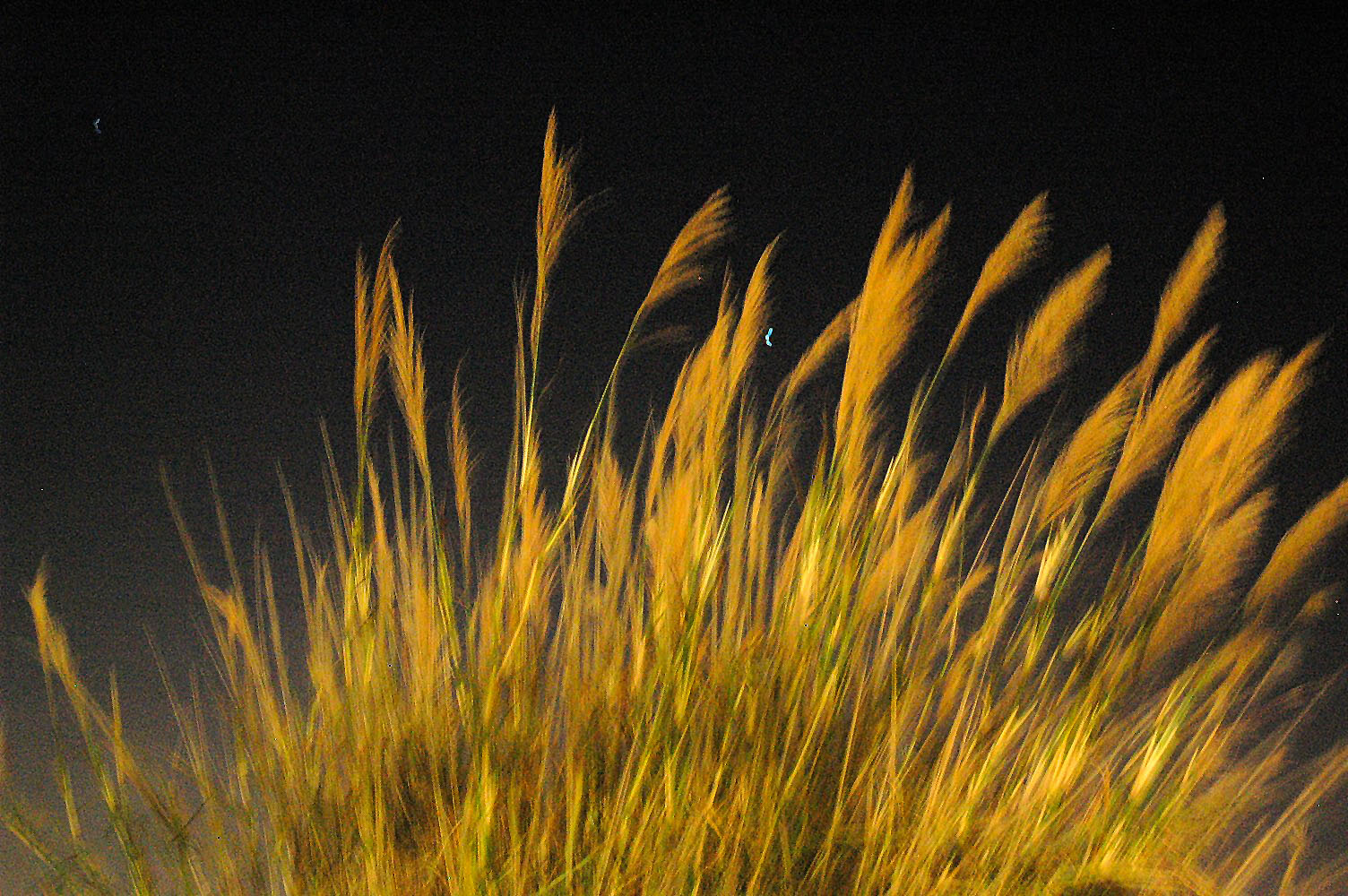 Night grass