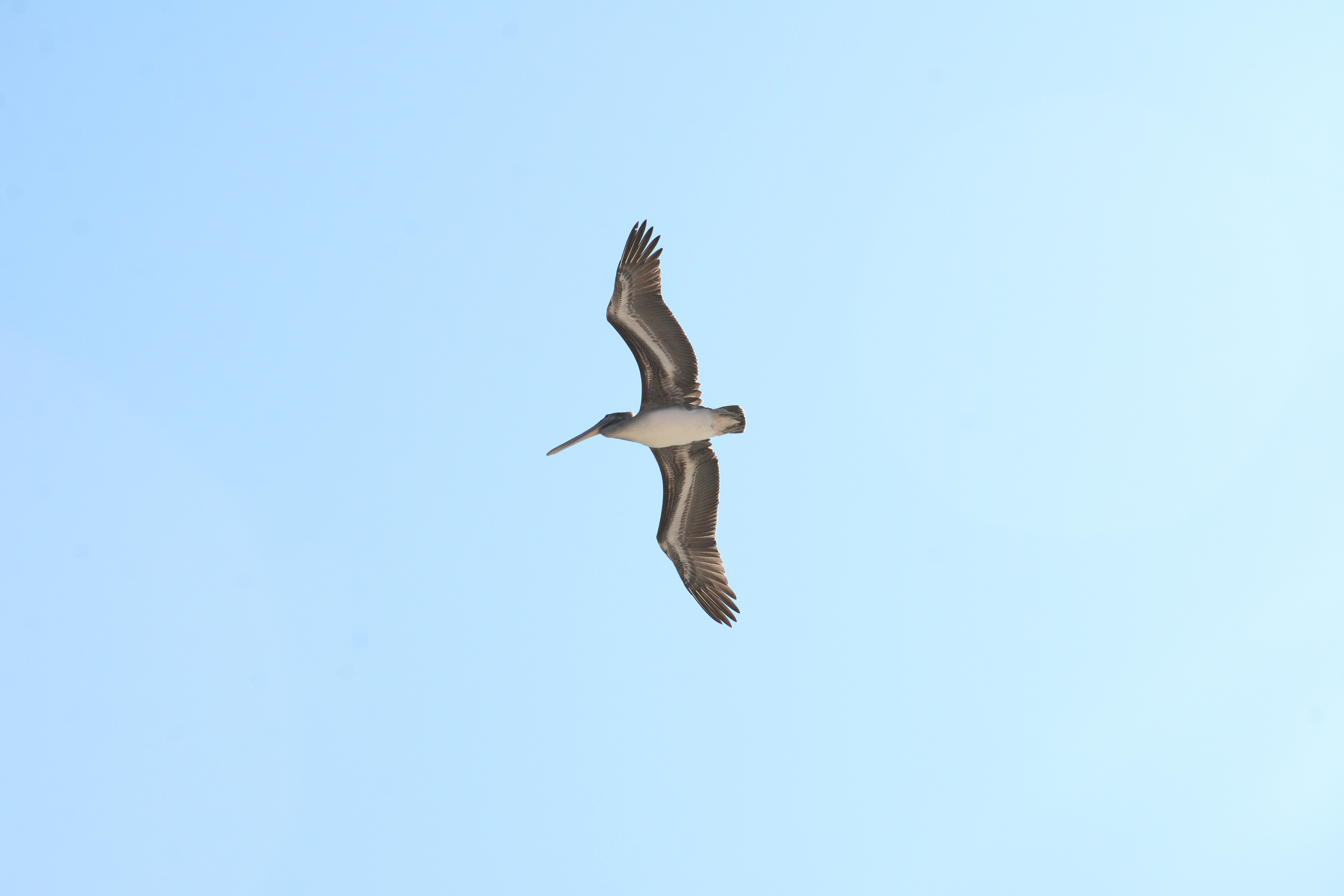 DSC_2949-pelican-wingspan-1